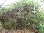 Forêt de bambous
