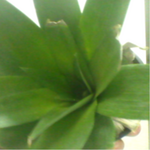 ananas le 6.12.12.png