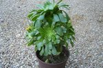 plante verte.jpg