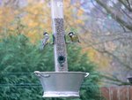 duo de mésange reduit.jpg