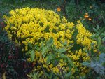 DSCF0028.jpg