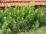 Fleurs jaunes, vivaces, sur longue tige