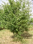 un arbre trés fréquent dans le coin qui a fait des fleurs rose vif au printemps, avec des épines.