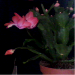 cactus de noel saumon 1.png