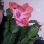 cactus de noel saumon.png