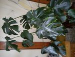 DSC00212.jpg