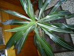 DSC00213.jpg