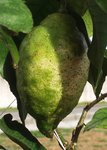 Citron_1.jpg