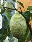 Citron_2.jpg