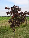 jardin (10).JPG