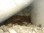 ce nid était sous un escalier en béton. Etai-ce celui d'un merle, d'une couleuvre?