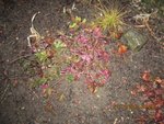 heuchera xx.jpg