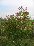 jardin (11).JPG