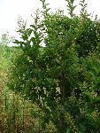 jardin (12).JPG