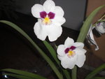 CIMG8379.JPG