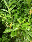 jardin (13).JPG