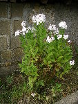 jardin (14).JPG