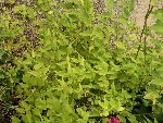 jardin (15).JPG