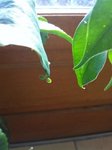 IMG_1091a.jpg