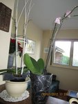 orchidée 2x.jpg