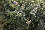 IMG_3632.resized.JPG