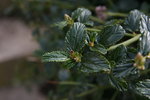 IMG_3634.resized.JPG