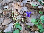 Hellebore et violette