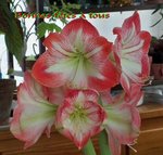 Amaryllis 005.JPG