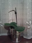 la petite après la chute des fleurs