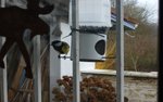 Copie de P1020615.JPG