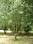 jardin (27).JPG