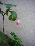 fuchsia 03.01.13.JPG