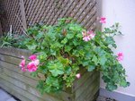 geranium03.01.13.JPG