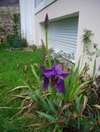 iris 03.01.13.JPG