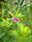 polygala03.01.13.JPG