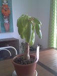 2013-01-03 11.13.42.jpg