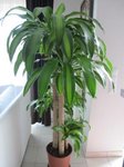 Plante d'intérieur 004.jpg