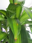 Plante d'intérieur 007.jpg