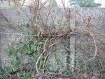 Actinidia 1