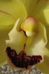 img_6012_cymbidium_002.jpg