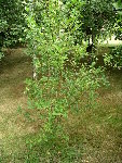 jardin (39).JPG