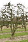 Pommier 1.jpg