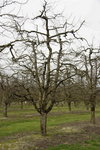 Pommier 2.jpg