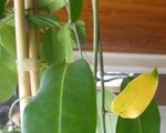 maladie jasmin de madagascar (3).JPG