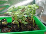 Plants de patates en godets papier.JPG