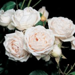 Rosier blanc façon rose ancienne parfumée