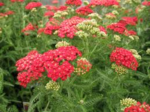 quelques achillées &quot;paprika&quot;