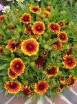 mes gaillardes &quot;kobold&quot;