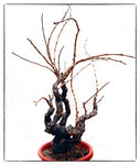Vigne-en-Hiver-web.jpg