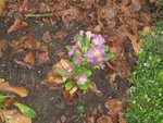 1ères fleurs x_02.JPG